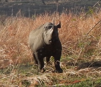 Black Rhino in Hluhluwe