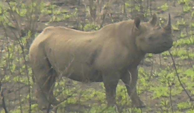 Black Rhino Hluhluwe 