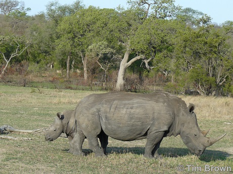 White Rhino and Calf
