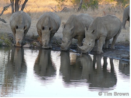 White Rhinos Drinking