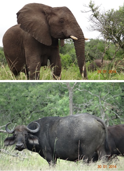 Elephant and Buffalo of Hluhluwe Umfolozi Game reserve Durban Safaris&Tours