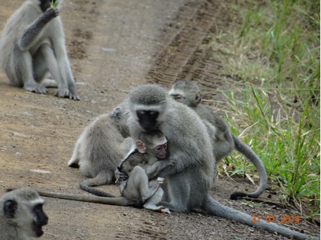 Hluhluwe Umfolozi Vervet Monkeys Embrace