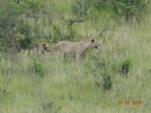 Lions in Hluhluwe Umfolozi game reserve