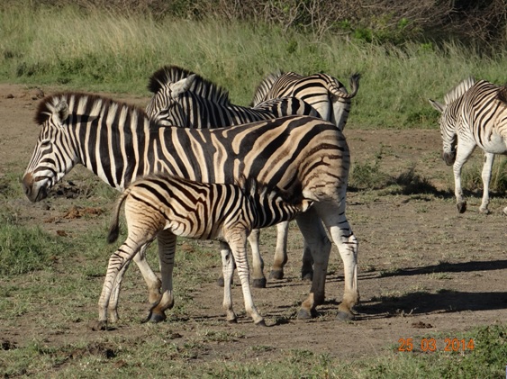 A Dazzle of Zebra and a foul suckles from her mother on our Durban 5 Day Safari Tour to Hluhluwe umfolozi game reserve