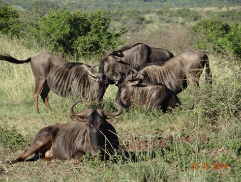 A crazy herd of Wildebeest on our Durban 5 Day Safari Tour to Hluhluwe umfolozi game reserve