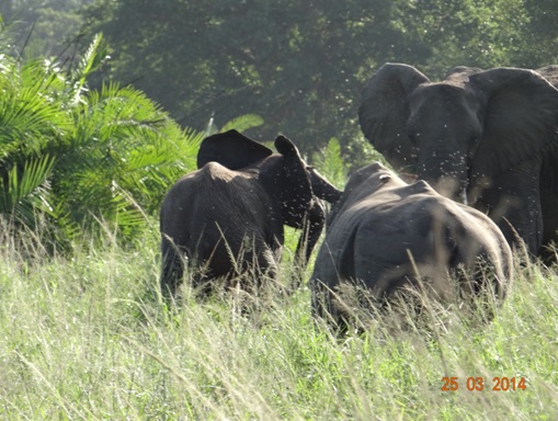 Baby Elephant gets chased by a Bull White Rhino on our Durban 5 Day Safari Tour to Hluhluwe umfolozi game reserve