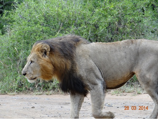 Big Male Lion marking his territory on our Durban 5 Day Safari Tour to Hluhluwe umfolozi game reserve