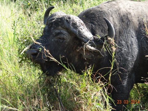 Buffalo Bull on our Durban 2 Day Safari Tour to Hluhluwe Umfolozi Game reserve and St Lucia Isimangeliso Wetland Park