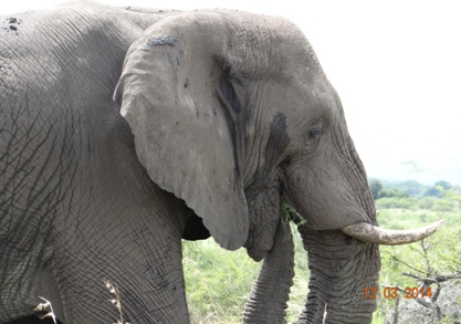 Bull Elephant on our Durban 2 Day Safari Tour to Hluhluwe Umfolozi game reserve