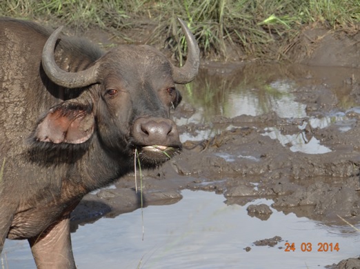 Cheeky Buffalo Cow in a mud wallow on our Durban 5 Day Safari Tour to Hluhluwe umfolozi game reserve