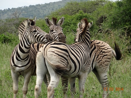 Dazzle of Zebra on our Durban 2 Day Safari Tour to Hluhluwe Umfolozi game reserve