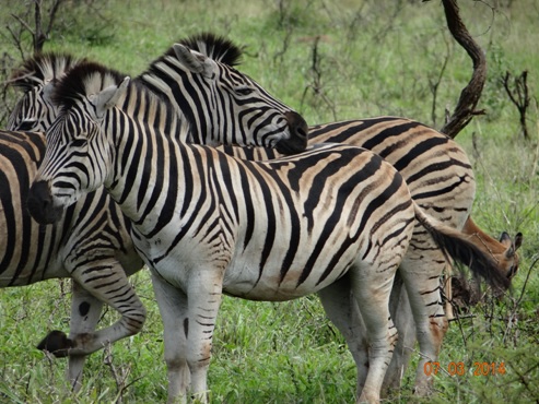 Dazzle of Zebra on our Durban Day Safari Tour to Hluhluwe umfolozi game reserve 7 March 2014