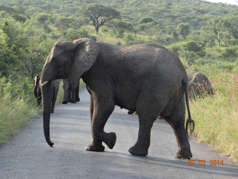 Elephant Herd on our Durban 2 Day Safari Tour to Hluhluwe Umfolozi Game reserve and St Lucia Isimangeliso Wetland Park