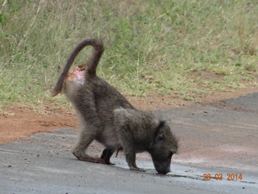 Female Chacma Baboon drinks out of a puddle on our Durban 5 Day Safari Tour to Hluhluwe umfolozi game reserve