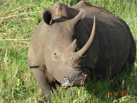 Female White Rhino poses on our Durban 5 Day Safari Tour to Hluhluwe umfolozi game reserve