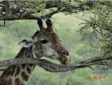 Giraffe on our Durban 2 Day Safari Tour to Hluhluwe Umfolozi game reserve