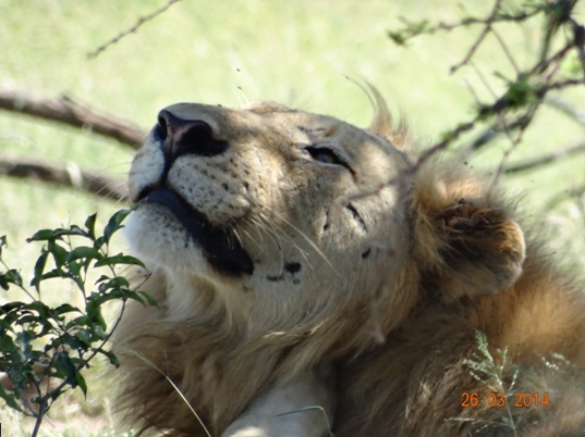 Lion Scratches his face on our Durban 5 Day Safari Tour to Hluhluwe umfolozi game reserve