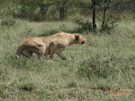 Lioness Stalking Warthog in Umfolozi on our Durban 2 Day Safari Tour to Hluhluwe Umfolozi Game reserve and St Lucia Isimangeliso Wetland Park
