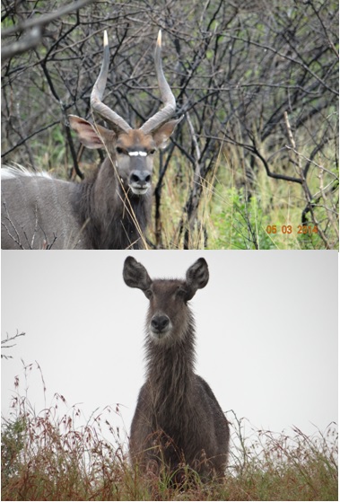 Male Nyala and a female Waterbuck in Hluhluwe Umfolozi game reserve on our Durban Day Safari Tour