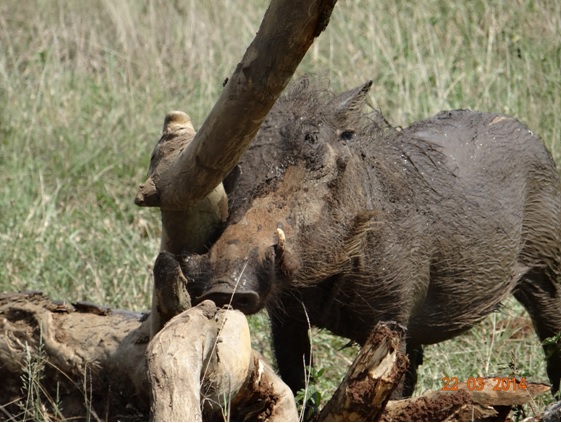 Muddy Warthog Rubbing on a log on our Durban 2 Day Safari Tour to Hluhluwe Umfolozi Game reserve and St Lucia Isimangeliso Wetland Park