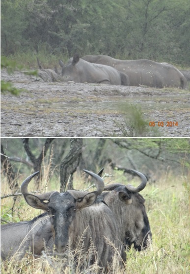 Rhino and Wildebeest at Hluhluwe Umfolozi game reserve on our Durban Day Safari Tour 5th March 2014