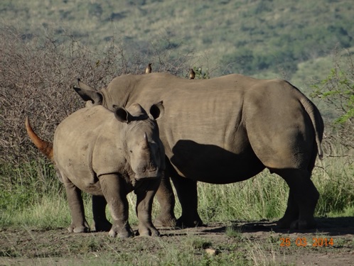 White Rhino Mother and calf on our Durban 5 Day Safari Tour to Hluhluwe umfolozi game reserve