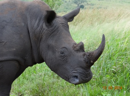 White Rhino on our Durban 2 Day Safari Tour to Hluhluwe Umfolozi game reserve