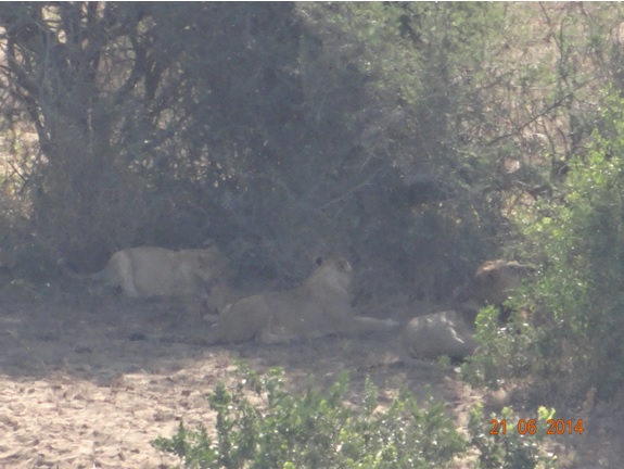 2 Lionesess with cubs and a Lion rest in the distance on our Durban Big 5 Day Safari Tour to Hluhluwe Umfolozi Big 5 Game reserve 21st June 2014