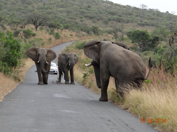 Big bull ellie old hop along and 2 other males face off on our Hluhluwe Umfolozi Big 5 and 3 Day Safari Tour from Durban
