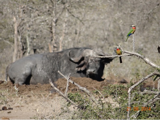 Bufallo Bull resting with two White Fronted Bee-eaters on a dead branch on our Durban Big 5 Day Safari Tour to Hluhluwe Umfolozi Big 5 Game reserve 21st June 2014