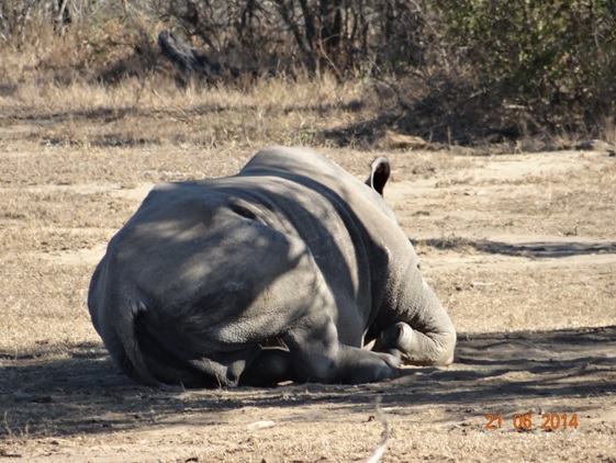 Bum of a White Rhino on our Durban Big 5 Day Safari Tour to Hluhluwe Umfolozi Big 5 Game reserve 21st June 2014
