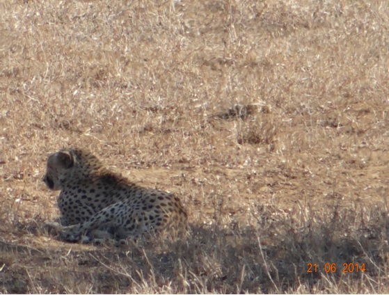 Cheetah resting in the distance on our Durban Big 5 Day Safari Tour to Hluhluwe Umfolozi Big 5 Game reserve 21st June 2014