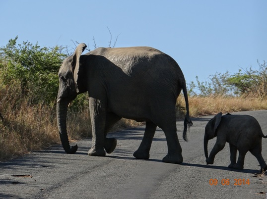 Elephant mother and baby cross road on our Hluhluwe Umfolozi Big 5 and 3 Day Safari Tour from Durban