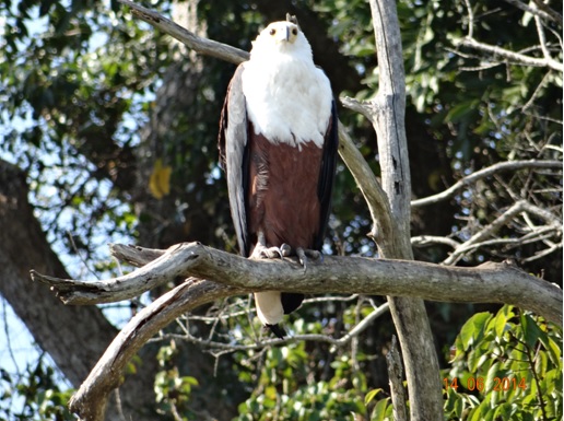Fish Eagle on our 2 Day Big5 Durban Safari Tour to Hluhluwe Umfolozi Game reserve and St lucia Isimangeliso Wetland park 13th to 14th June 2014