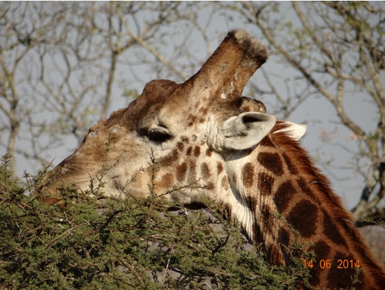 Giraffe male on our 2 Day Big5 Durban Safari Tour to Hluhluwe Umfolozi Game reserve and St lucia Isimangeliso Wetland park 13th to 14th June 2014