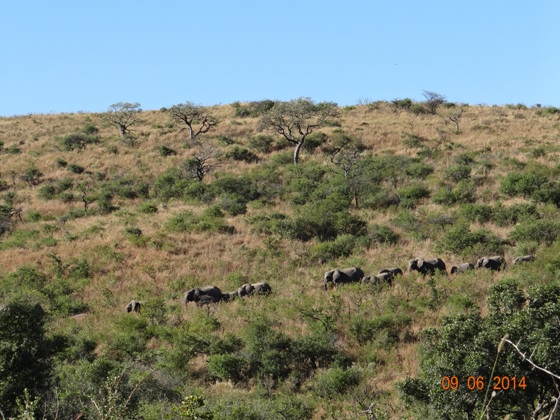 Herd of Elephant walk towards the road on our Hluhluwe Umfolozi Big 5 and 3 Day Safari Tour from Durban