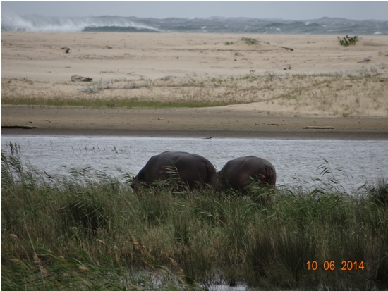 Hippos graze in the day with the Indian ocean behind them on our Hluhluwe Umfolozi Big 5 and 3 Day Safari Tour from Durban