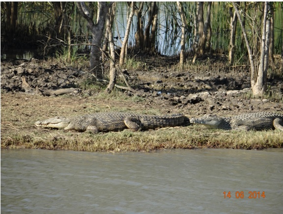 Nile Crocodiles on our 2 Day Big5 Durban Safari Tour to Hluhluwe Umfolozi Game reserve and St lucia Isimangeliso Wetland park 13th to 14th June 2014