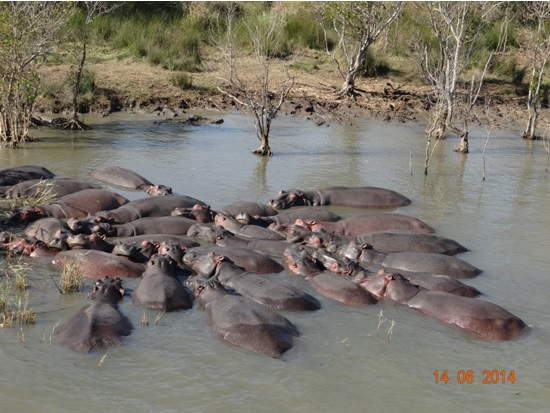 Pod of Hippos on our 2 Day Big5 Durban Safari Tour to Hluhluwe Umfolozi Game reserve and St lucia Isimangeliso Wetland park 13th to 14th June 2014