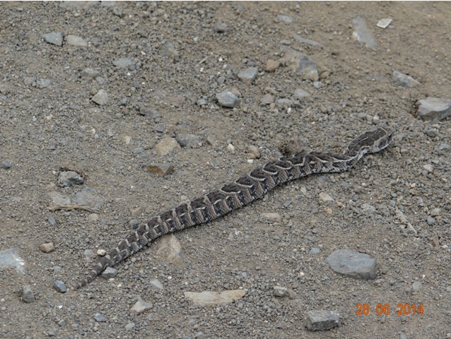 Puff Adder on our Durban Big 5 Private Day Safari Tour to Hluhluwe Umfolozi Big 5 Game reserve 28th June 2014