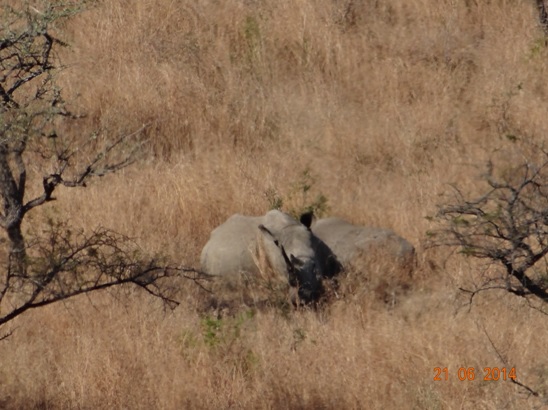 Resting Rhinos on our Durban Big 5 Day Safari Tour to Hluhluwe Umfolozi Big 5 Game reserve 21st June 2014