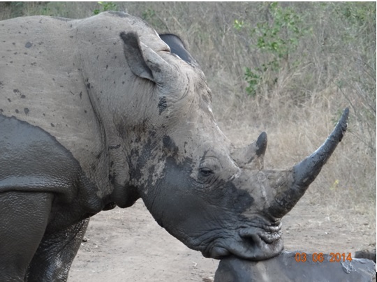 Rhino kisses a rock on our 3 Day Big 5 Durban Safari Tour to Hluhluwe Umfolozi Game reserve, Cat rehab and St Lucia Isimangeliso wetland park 3rd to 5th June 2014