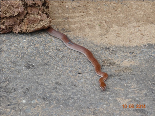 Southern Brown Egg eater in some Elephant Dung on our Hluhluwe Umfolozi Big 5 and 3 Day Safari Tour from Durban