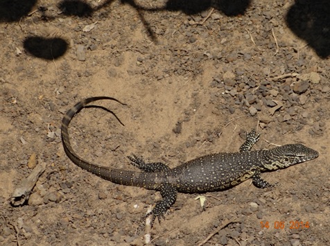 Water monitor Lizard on our 2 Day Big5 Durban Safari Tour to Hluhluwe Umfolozi Game reserve and St lucia Isimangeliso Wetland park 13th to 14th June 2014