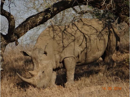White Rhino Bull on our 2 Day Big5 Durban Safari Tour to Hluhluwe Umfolozi Game reserve and St lucia Isimangeliso Wetland park 13th to 14th June 2014