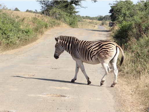 Zebra Crossing on our 3 Day Big 5 Durban Safari Tour to Hluhluwe Umfolozi Game reserve, Cat rehab and St Lucia Isimangeliso wetland park 3rd to 5th June 2014