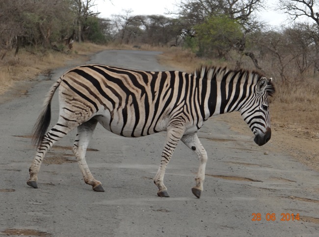 Zebra crossing road on our Durban Big 5 Private Day Safari Tour to Hluhluwe Umfolozi Big 5 Game reserve 28th June 2014