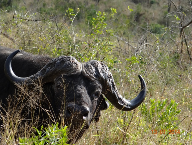 Buffalo Bull posing on our Durban Big 5 Honeymoon Private 3 Day Safari Tour to Hluhluwe Imfolozi Game Reserve 11th to 13th July 2014