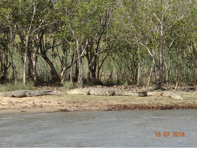 Crocodiles at St Lucia on our Durban Big 5 Honeymoon Private 3 Day Safari Tour to Hluhluwe Imfolozi Game Reserve 11th to 13th July 2014