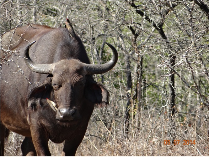 Durban Day Safari Tour to Hluhluwe Imfolozi Game reserve, Buffalo 5 July 2014